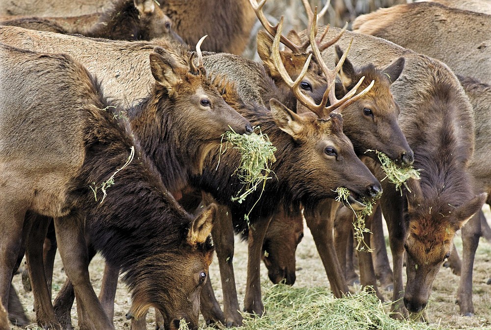 Files/Longview Daily News
Elk pack shoulder to shoulder to get alfalfa at Eco-Park in the upper North Toutle River valley.