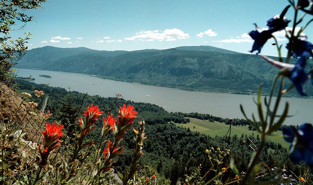 FILES/The Columbian
Hikers can find a few Indian paintbrush among the spring wildflowers along the Cape Horn trail in the Columbia River Gorge.