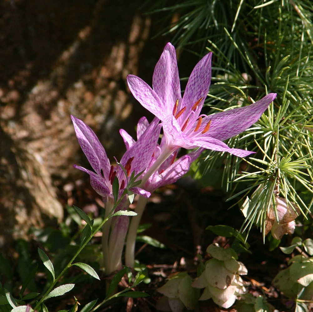 ROBB ROSSER
An unnamed cultivar of Autumn Colchicum adds a lighthearted air to the seasonal interlude between mid-fall and winter.
