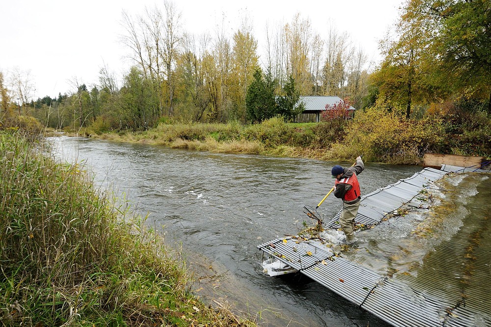 Photos by Troy Wayrynen/The Columbian
Josua Holowatz, a fisheries biologist with the Washington Department of Fish and Wildlife, clears debris Thursday from a weir as part of his daily check on Salmon Creek near Klineline Pond. Biologists are finding salmon spreading upstream from a rebuilt stretch of channel below Highway 99.