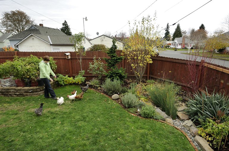 Photos by TROY WAYRYNEN/The Columbian
Rachel Knowlton feeds her chickens in the backyard of her Carter Park home last week. Chickens are currently allowed in city yards, and Vancouver is considering expanding its codes to allow residents to keep more kinds of livestock.