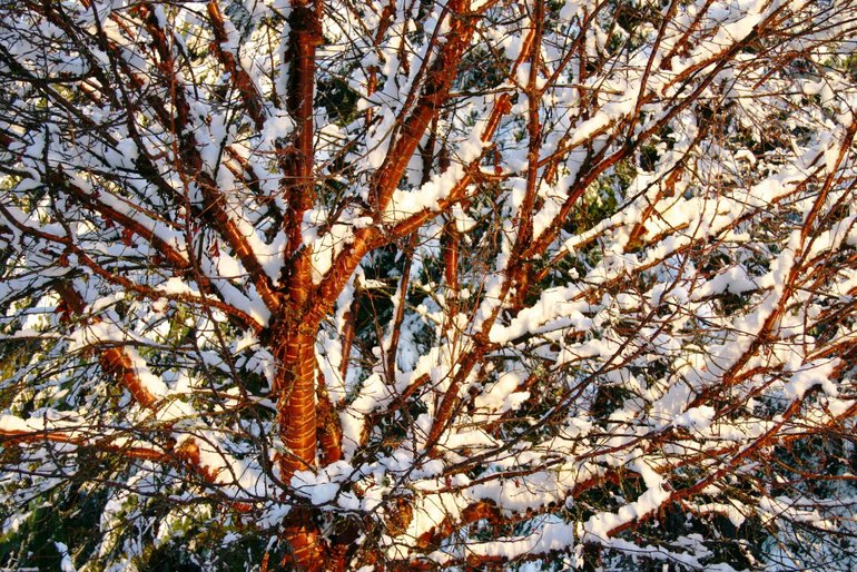 ROBB ROSSER
The vibrant image of fresh snow in the branches of the Tibetan cherry tree exemplifies my ideal of a winter garden.