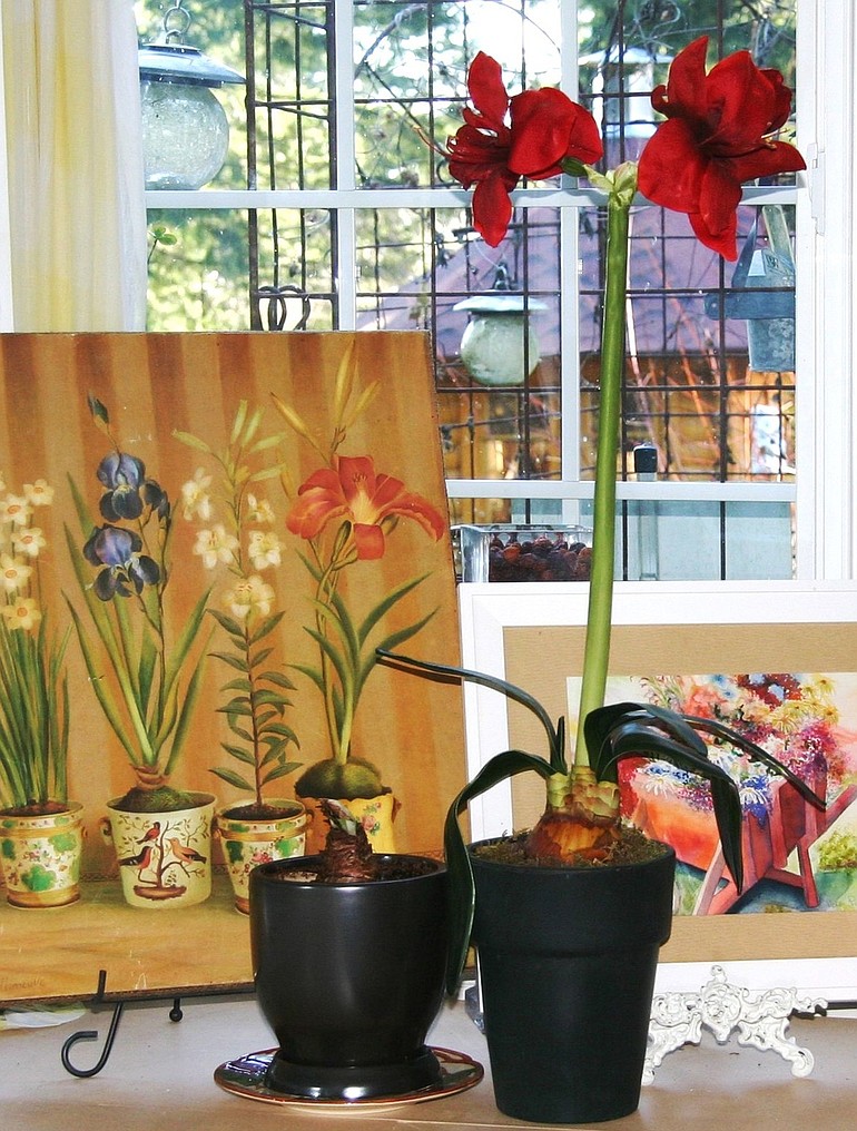 Robb Rosser
In just a few weeks, the plump, pleasantly rounded amaryllis bulb produces a striking display of colorful blossoms atop tall, stately stems.
