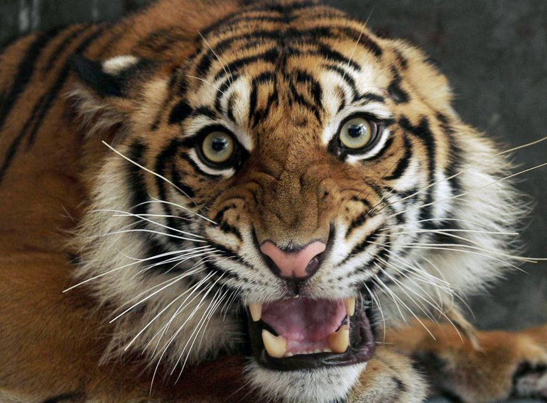 A Sumatran tiger.