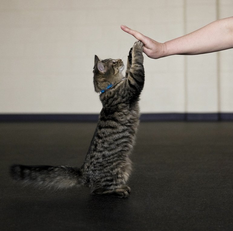 Brody, a 4-month-old domestic medium-hair cat, gives a high-five to his personal trainer as part of the Pawsitive Start program at the Michigan Humane Society.
