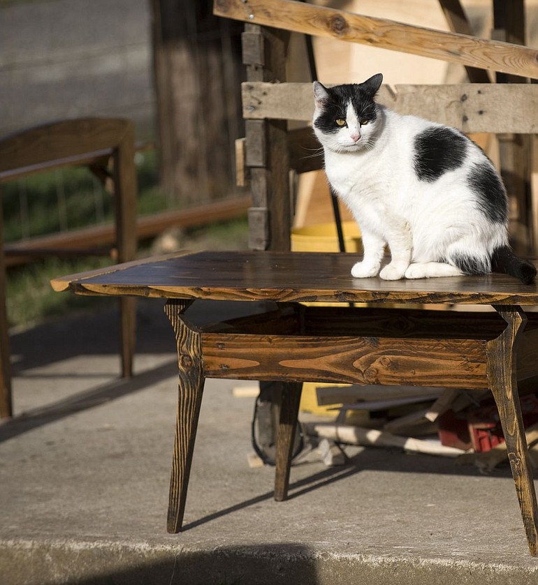 Jesse Alvey's cat, Benji, sits on a table Alvey made from reclaimed wood.
