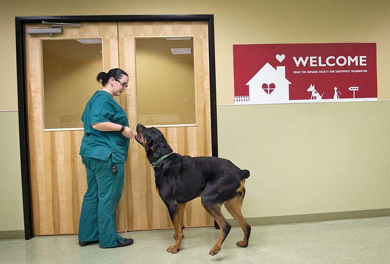 Ellena Thomas, canine assistant for the Humane Society for Southwest Washington, greets Chopper, who needs surgery and is awaiting adoption.
