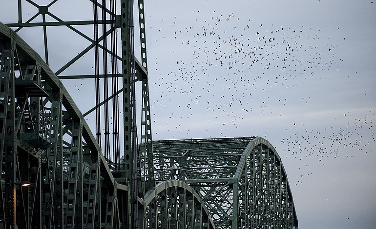 Photos by STEVEN LANE/The Columbian
Thousands of starlings swirl around the Interstate 5 Bridge after being startled by propane cannon fire on Monday evening. The cannons will fire randomly in the two hours before sunset through early March.