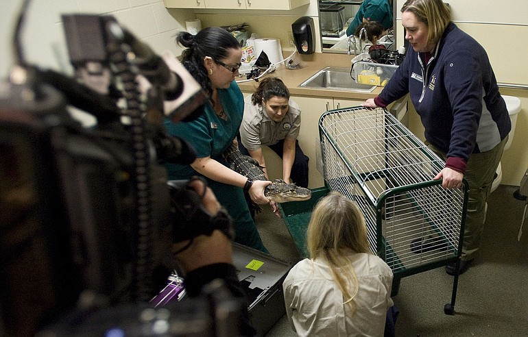 Animal Control Officer Trisha Kraff, center, helps Humane Society employee Ellena Thomas, left, move Jake the alligator into a cage at the shelter Thursday night.