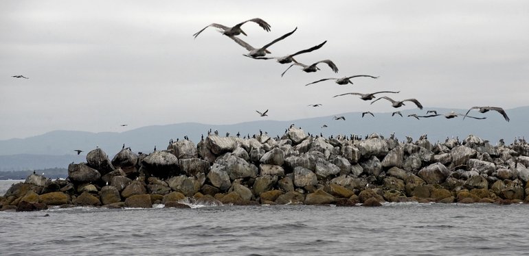 Pelicans fly to the south jetty at the mouth of the Columbia River in October 2009.