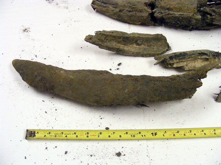 A Washington State Department of Transportation inspector discovered fragments of a tusk believed to belong to a Columbian mammoth while working on the Interstate 5 interchange in Ridgefield.