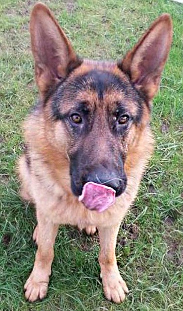 Lenny is a 2-year-old German shepherd. He is very energetic and has a lot of potential as a great companion; he just needs some training. He will need to meet any children younger than 12 or other animals in the home.