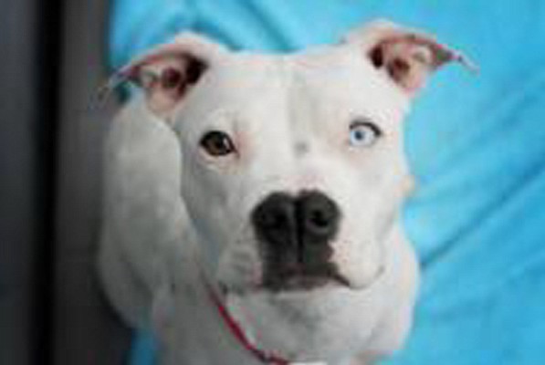 Bebe is a 1 year 3 month old small boxer-Dalmatian-Terrier mix. Unfortunately, she was abandoned by her owners when they moved. Bebe is a special needs canine as she has a hearing impairment. She is working with a trainer to understand commands. She is very sweet and loving and gets along with all people and dogs.