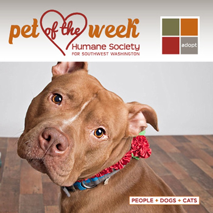 Poppleton is a 5-year-old American pitbull terrier. He is a gentle and somewhat timid guy, but warms up quickly. He appears to be housetrained, and knows &quot;sit&quot; and &quot;shake.&quot; He would do best in a home with kids older than 12. He would like to meet any dogs or kids with whom he may be living.