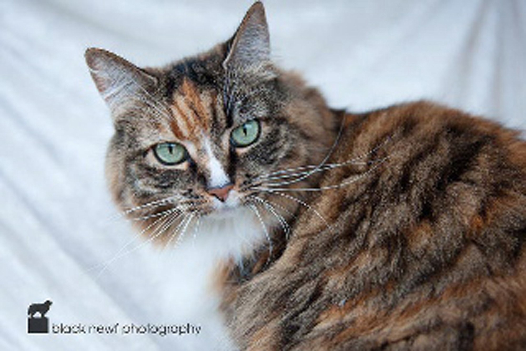 Megan, who came to the shelter after her previous owner had medical issues, is a 6-year-old long-haired female calico. She is playful, gentle and loves to be brushed. She enjoys a quiet home with a window ledge, so she can watch birds.
