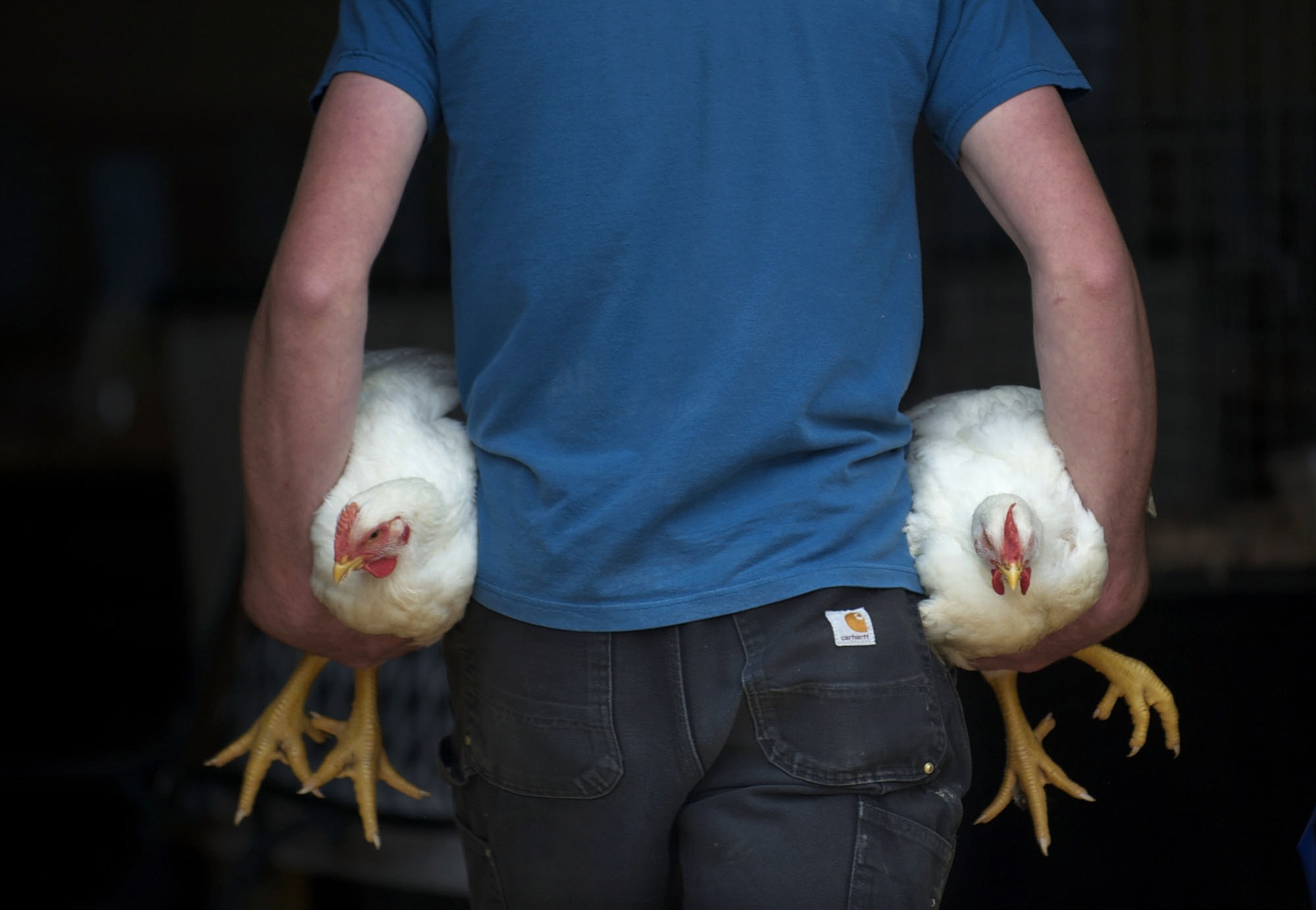 Matthew Berg, 15, of Yacolt, carries off two of his Market Fryer Chickens after winning 4-H Champion Pin of Three and Reserve Champion Pin of Three at the Clark County Fair in 2012.