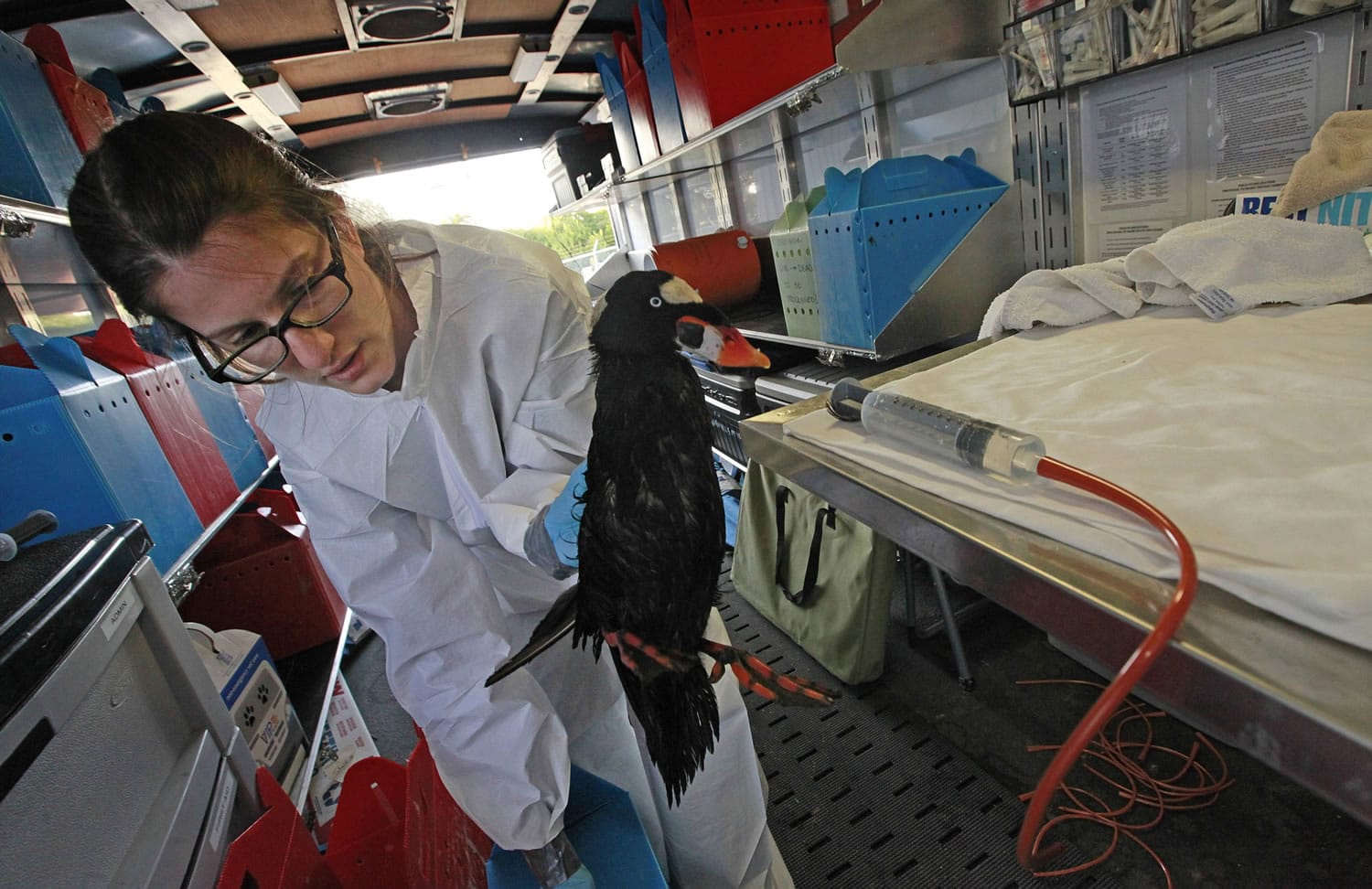 Suzie Kosina, emergency rehabilitation technician with International Bird Rescue, on Monday pulls a male surf scoter out of a box to care for it at the Hayward Regional Shoreline Park in Hayward, Calif.
