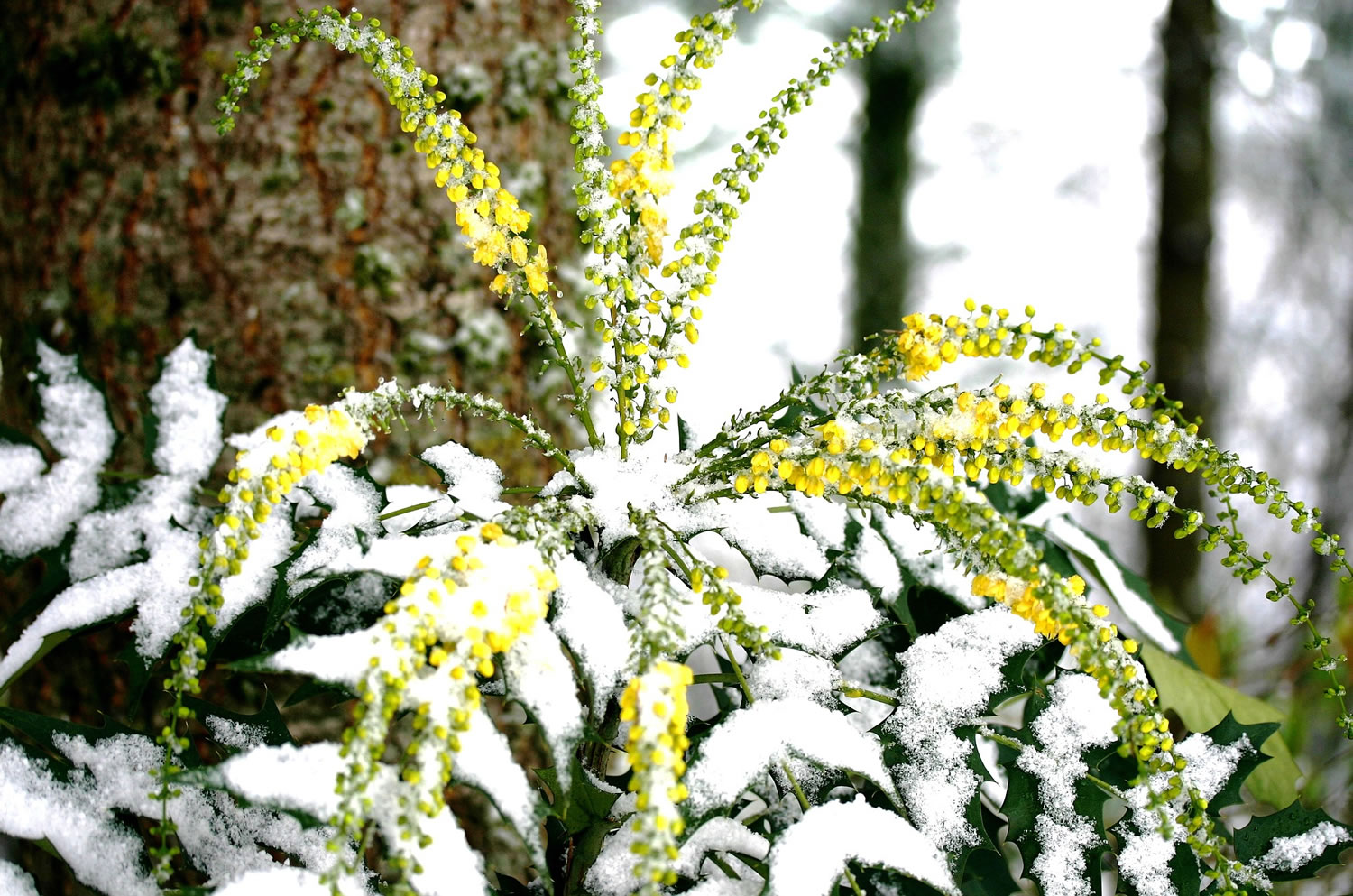 Mahonia aquifolium, or Oregon grape, shares a bouquet of yellow blooms in midwinter.