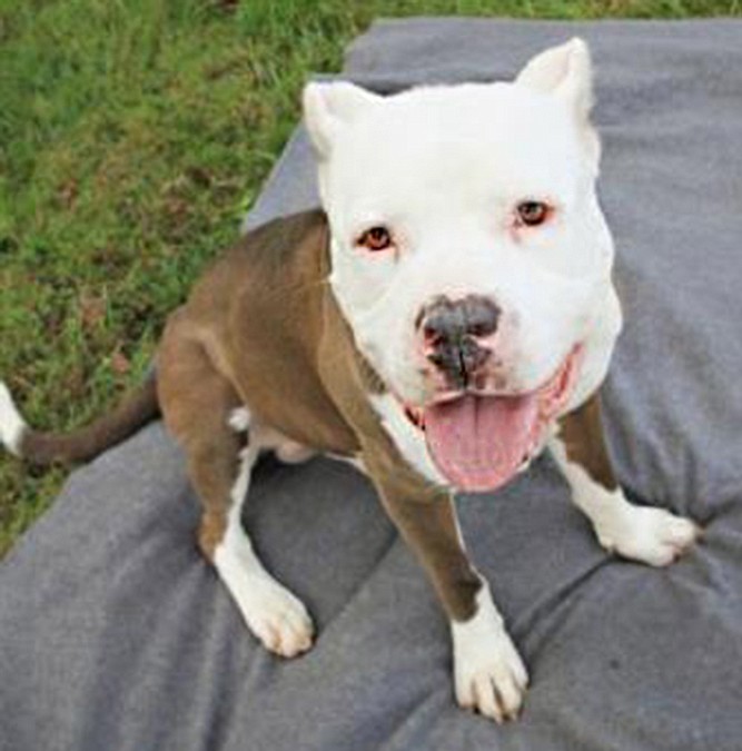 Dozer is a 4-year-old American bulldog mix. For a big boy, he is amazingly sweet with all people. He will need a slow introduction to other animals in the home.