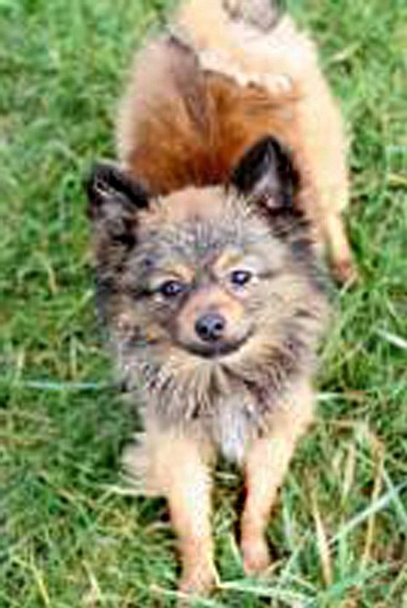 Ricki, a 11/2-year-old Pomeranian-Yorkie mix, is an energetic, 5-pound bundle of joy. He will thrive in an active home. He is good with other animals and children older than 12.