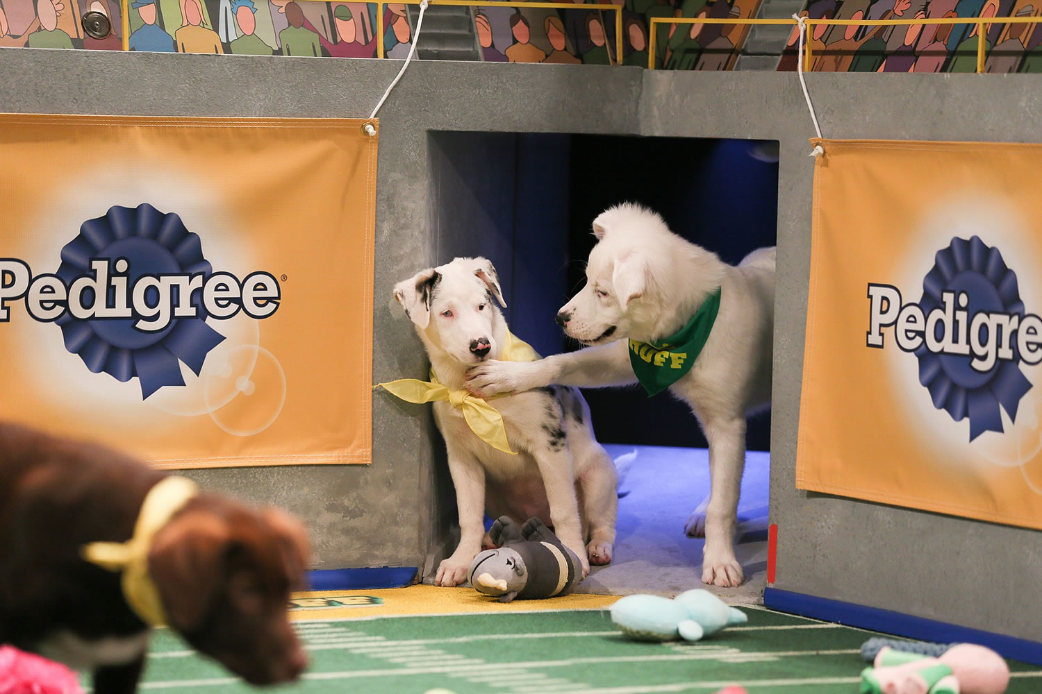 Some puppies want a timeout; others want to keep playing in the &quot;Puppy Bowl.&quot;