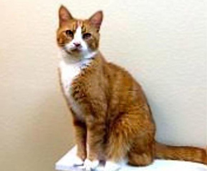 Olliver is an 8-year-old orange-and-white tabby who came to us when his family lost their home. He loves following and being close to people. He will make a fabulous addition to any home. He is currently at The Cat's Meow boarding facility, 360-260-2287.