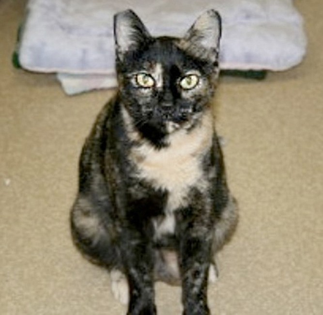Cora is a big, 2-year-old shorthair cat. She is affectionate with humans and small dogs, but she is not a fan of other cats. This longtime shelter resident longs for a forever home.
