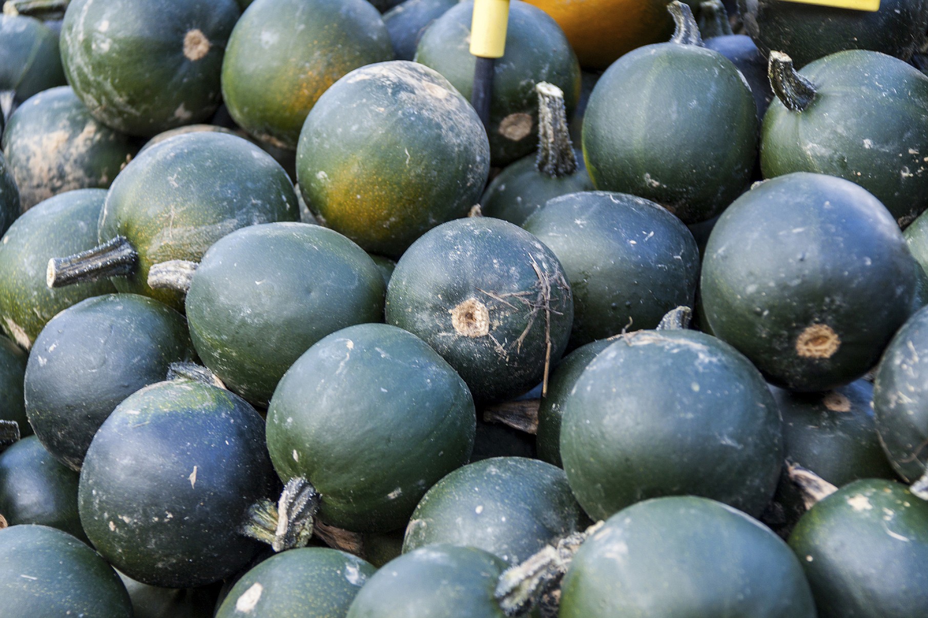 Gem squash are also known botanically as cucurbita pepo.