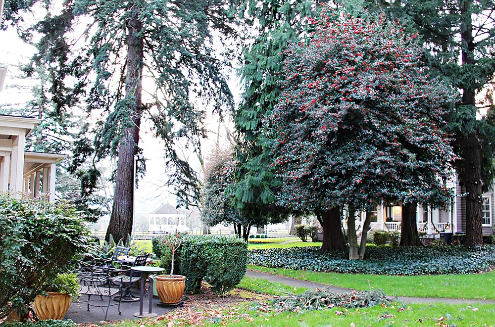 In the Northwest garden evergreen trees and shrubs add to the seasonal color display.