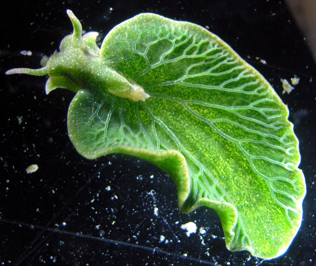 Patrick Krug
The brilliant green sea slug Elysia chloroctica steals plant genes to live like a leaf.