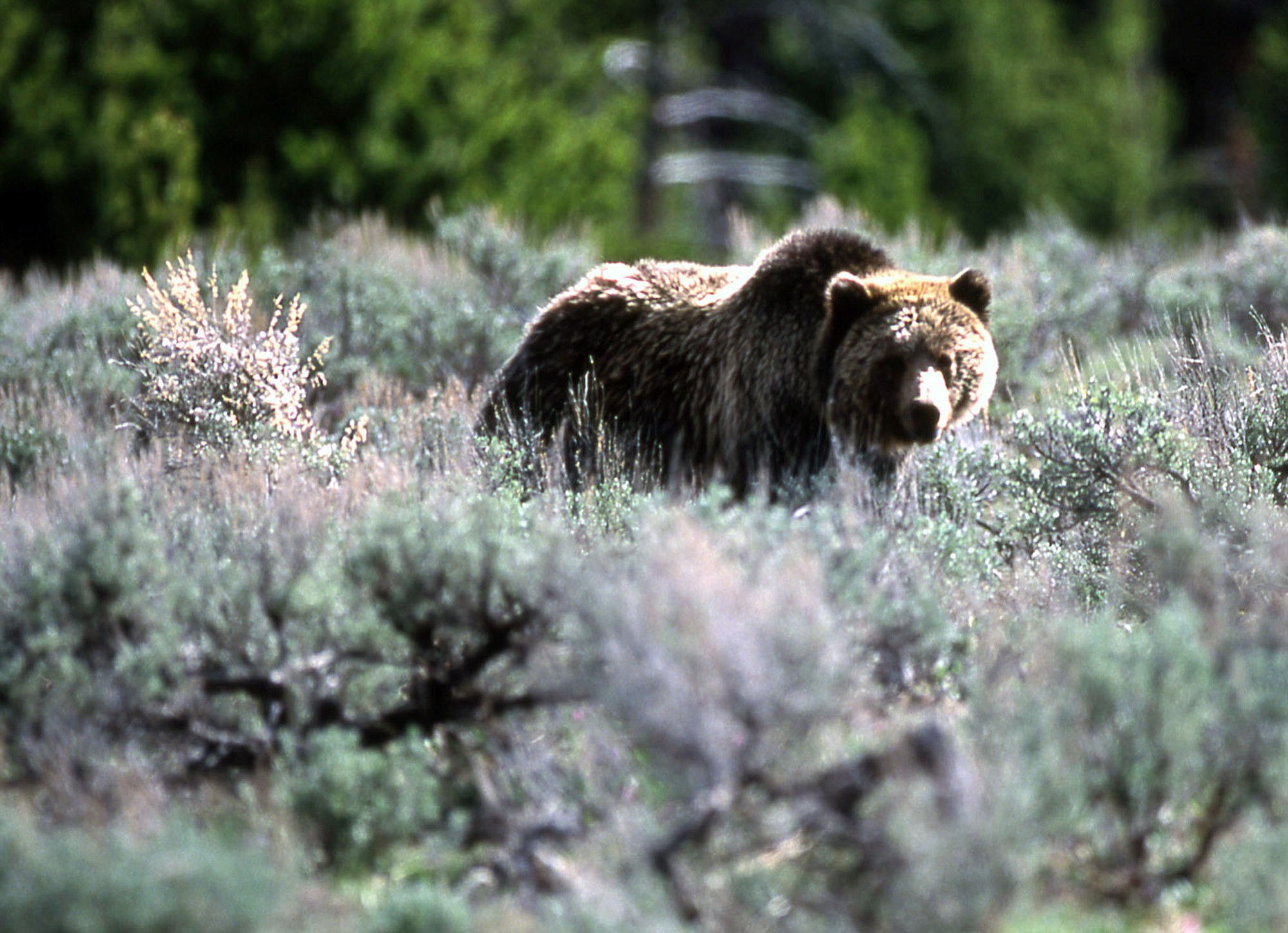 A grizzly bear passes through a meadow in Yellowstone National Park in Montana.