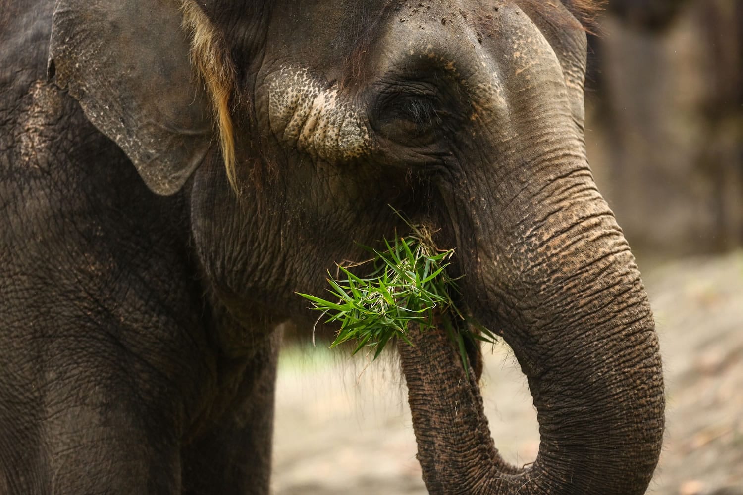 Asian elephant Chai eats grass at the Woodland Park Zoo after the zoo announced that its two elephants will go on long-term loan to the Oklahoma City Zoo, Friday, Feb. 27, 2015, in Seattle.
