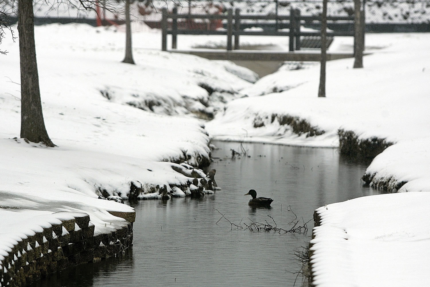 A lone duck swims Saturday in a small creek in Hurst, Texas.