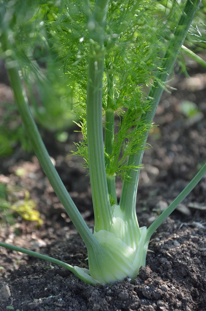 Don't let nature trick fennel into going to seed.