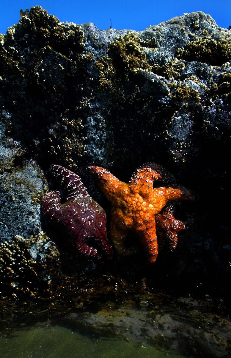 Starfish cling to the edge of a tidal pool along the coast of Bandon, Ore.