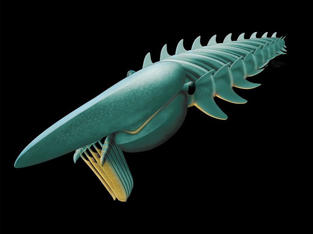 Marianne Collins/ArtofFact
This ancient sea beast was one of the world's earliest arthropods. Aegirocassis benmoulae fills a hole in the evolution of today's bugs and shrimp.