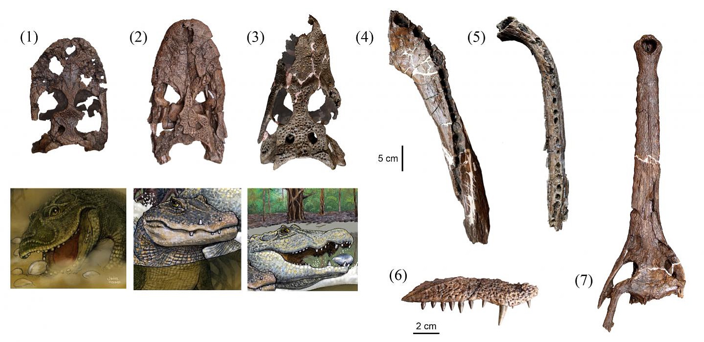 Rodolfo Salas-Gismondi; reconstructions by Javier Herbozo
Researchers uncovered fossils from seven species of crocodiles that lived together about 13 million years ago in what is now the Amazon Basin of northeastern Peru. The skulls and jaws are extremely diverse. The three newly discovered species are shown below the fossils.