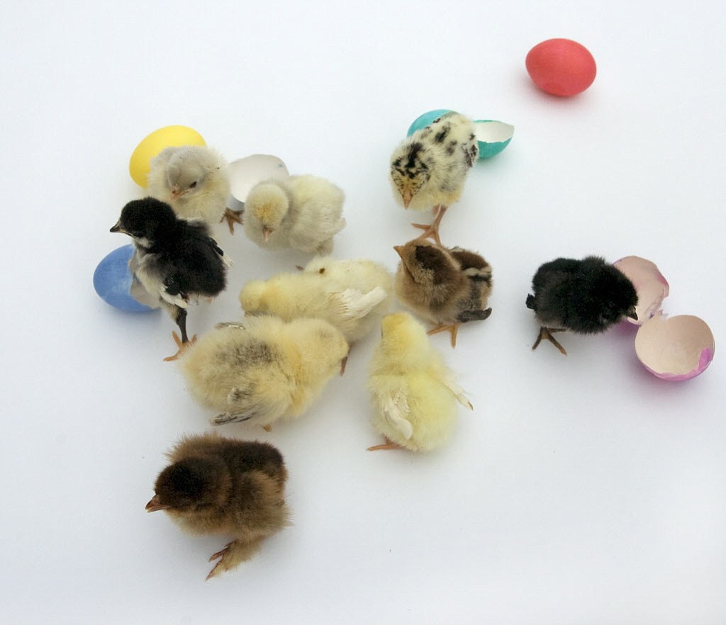Chicks and ducklings may carry salmonella bacteria, which can cause serious infection in children and people with weakened immune systems.