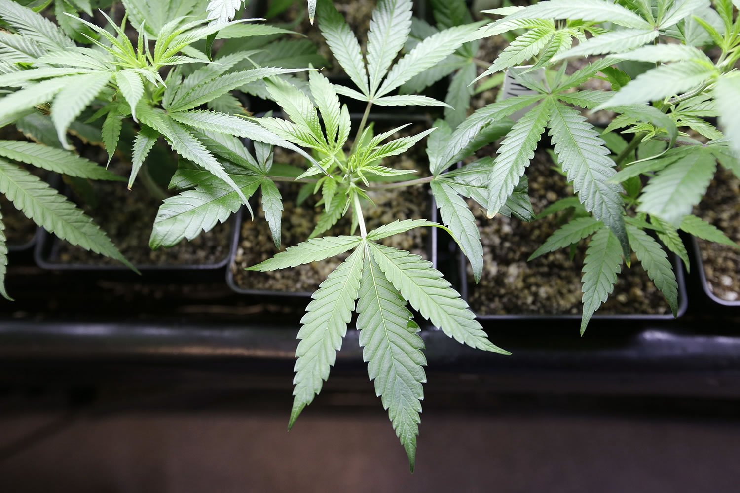 Marijuana plant starts are seen in early April 2014 at a growing facility in Seattle.