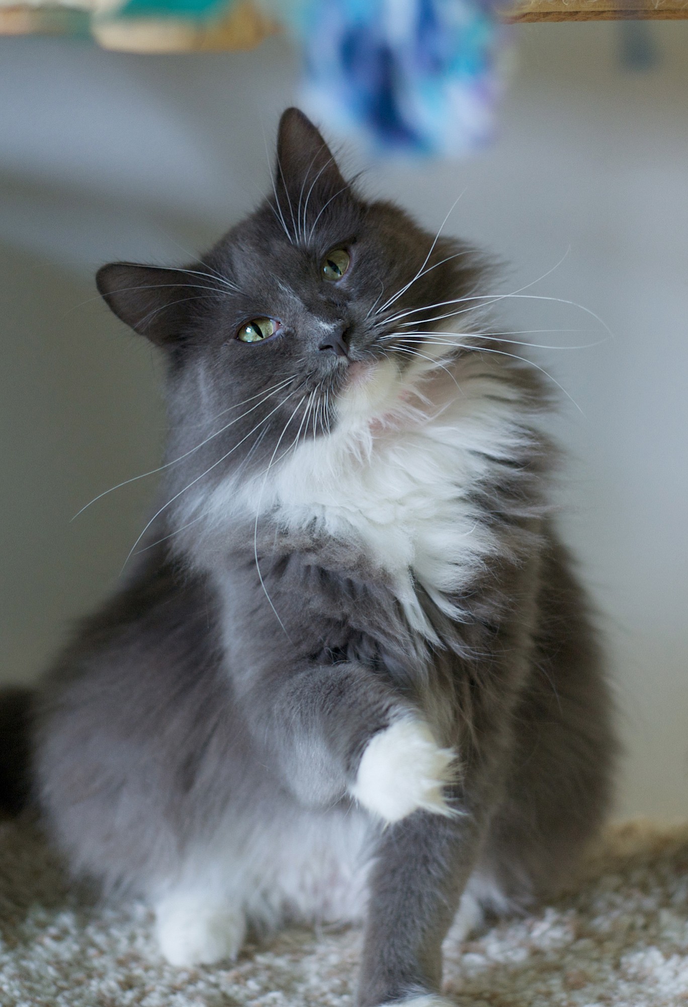 Mammacita is almost 2 years old. This girl with bright-green eyes had a litter upon arriving at the shelter. She will need regular brushing to keep her long fur pretty. She is very playful and loves toys, but can be quiet at times.