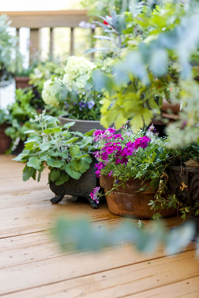 Some containers sit on the deck floor while others are on risers, giving Miriam Settles' garden a lush, layered look.