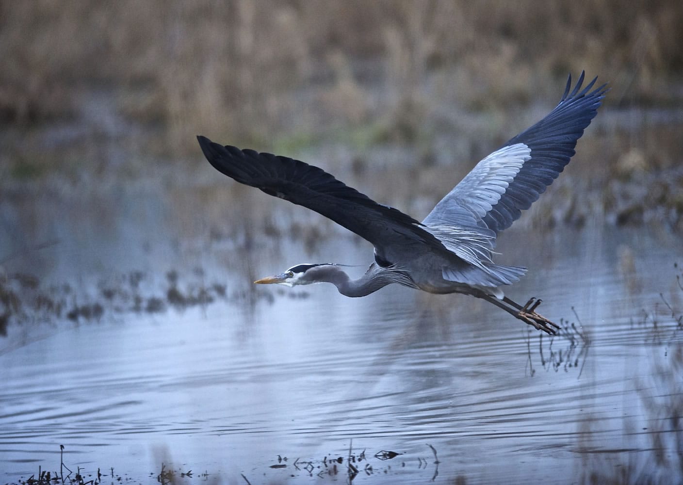 A Great Blue Heron takes flight at the Ridgefield National Wildlife Refuge.