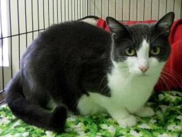 Lofty is a very sweet 4-year-old shorthaired tuxedo. He has been part of our Larch Correctional Cat Adoption Program.