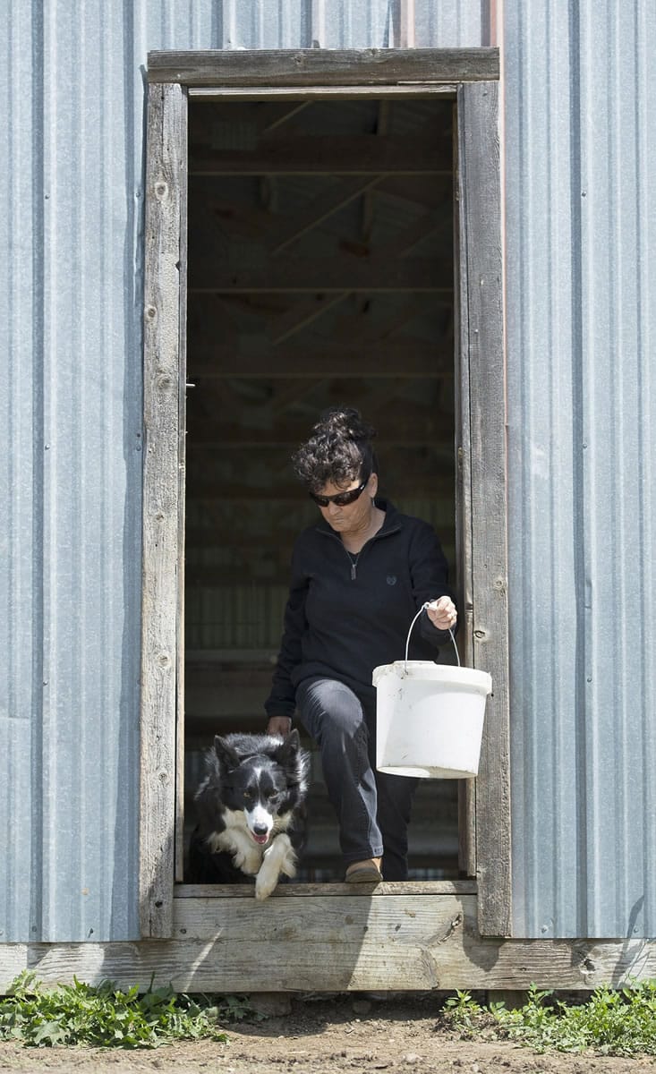 Alda Owen, who is legally blind, and her pet and partner, Sweet Baby Jo, a 3-year-old border collie, head out of the barn on her farm on May 13, 2015 near Maysville, Mo. She is a P.H.A.R.M Dog, (Pets Helping Agriculture in Rural Missouri) and helps Owen be more independent on the farm.
