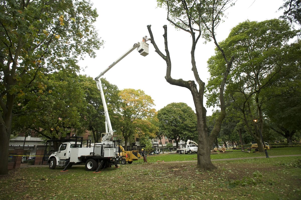 A crew from Arborscape removes two large maple trees from Esther Short Park in October.