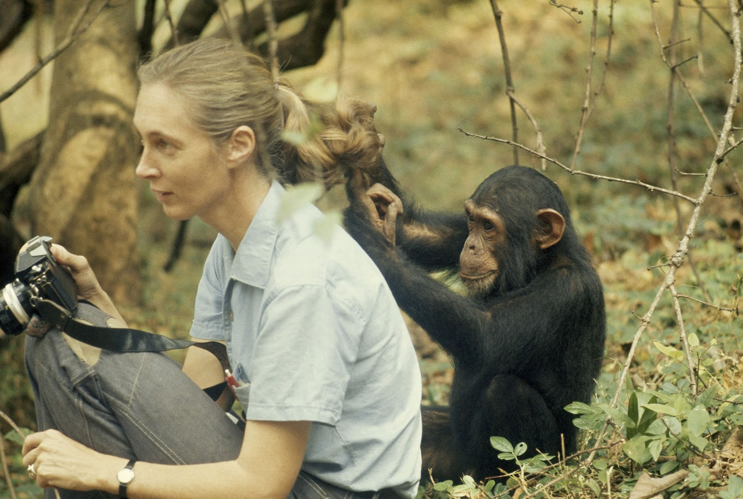 Jane Goodall Chimps' Best Friend The Columbian.