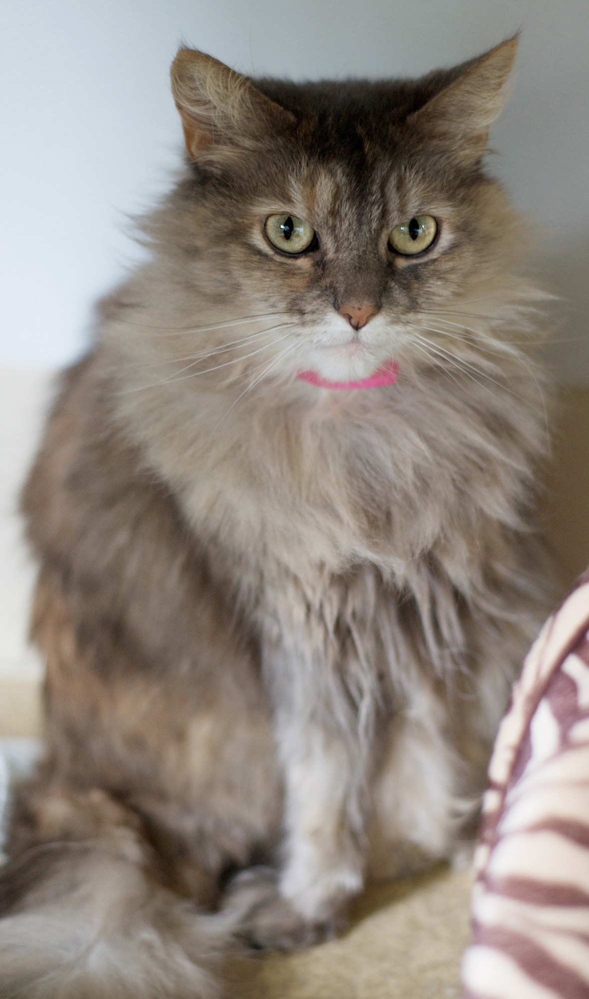 If I know you, you're looking for a beautiful cat that's a little sweet, a little sassy and with a big personality. That's me, Stardust and like my name, I can razzle-dazzle you with my charm, or dish out diva cat attitude when necessary. I'm a petite, 2-year-old, talkie girl with long gray, apricot and cream fur and huge golden eyes.