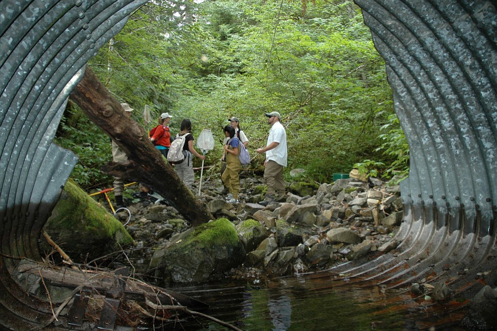 Culverts are among the most common type of barrier for fish on Washington waterways.