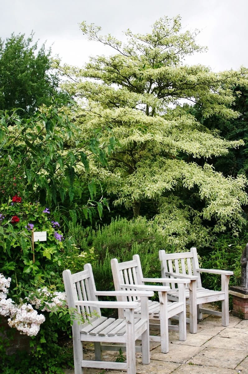 Robb Rosser
Planted as a focal point, the variegated Pagoda Dogwood is a classic plant splurge.