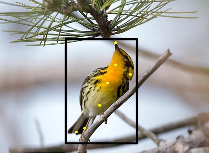 Cornell University
Users helped train Merlin to recognize 400 bird species including the Blackburnian warbler, shown here, by clicking on parts of the birds.